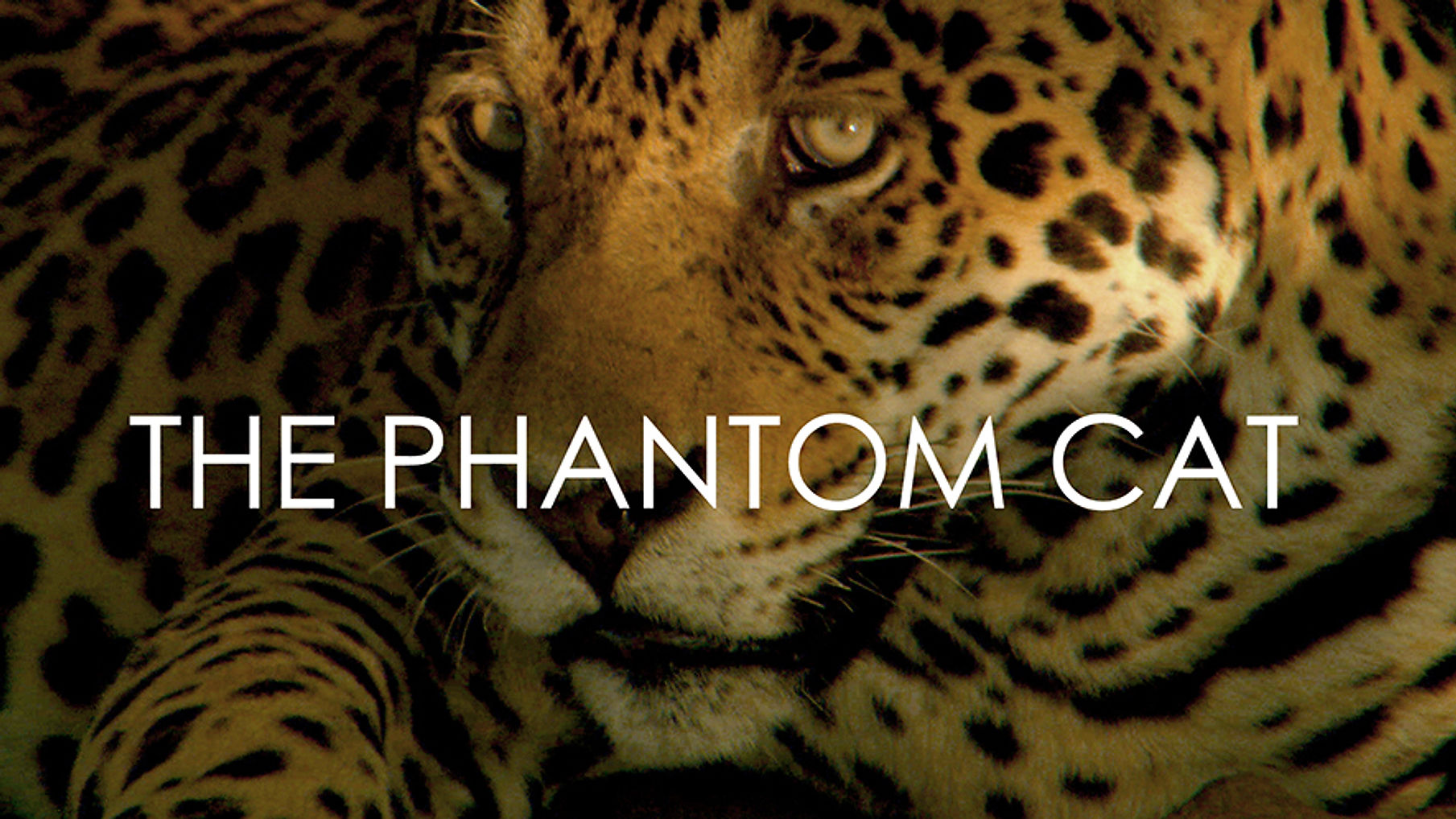 The Phantom Cat